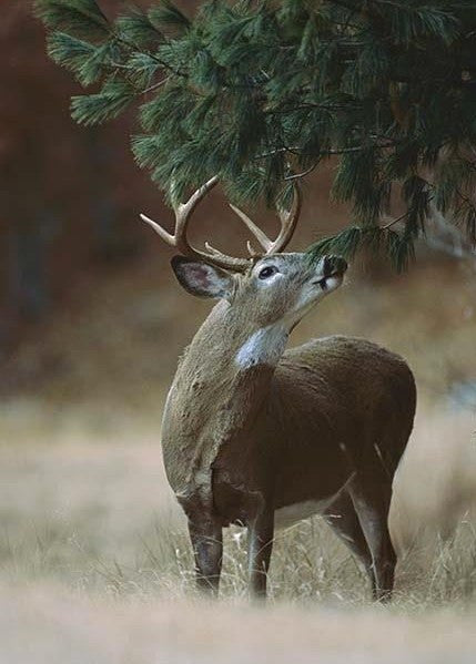 11 Essential Tips to Avoid the Detection of the Deer’s Nostrils