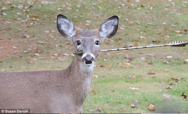 Is Bowhunting Ethical ?