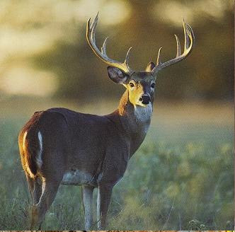 Want To Know How To Track Your Trophy Deer? Have A Look At The Tips Below