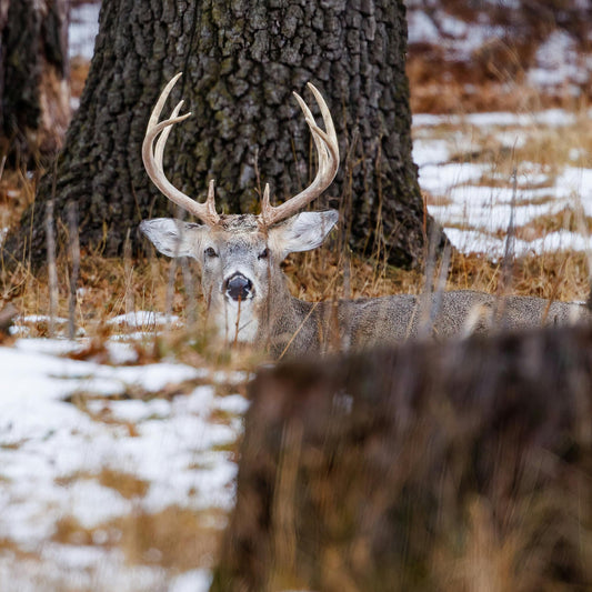 All About Whitetails: Essential Gear & Strategies for America’s #1 Bow Hunt