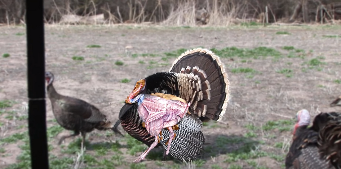 Exploring Turkeys and How to Aim Properly at Them